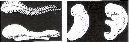 quran-leech-like-embryo